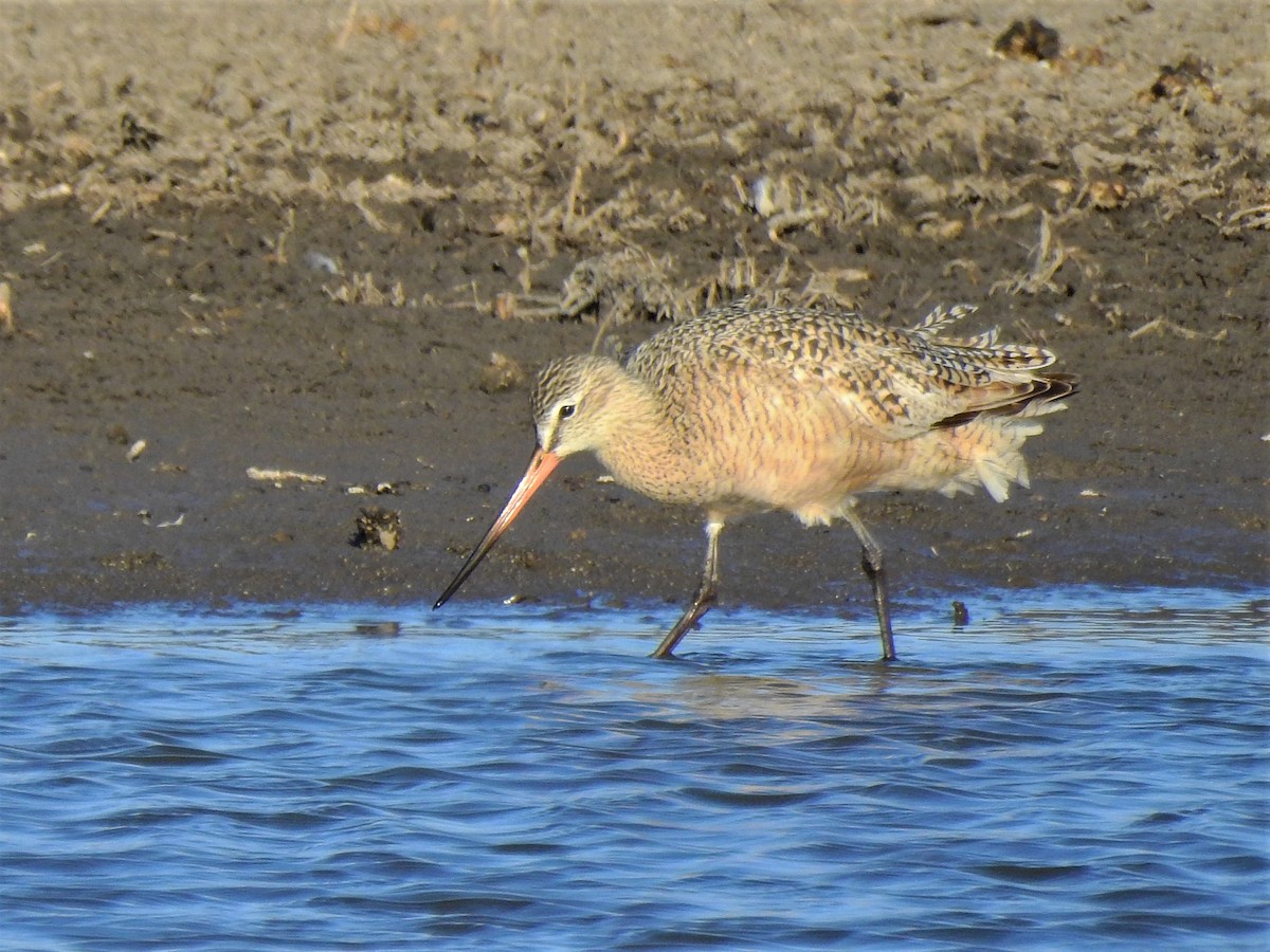 Marbled Godwit - ML329471881