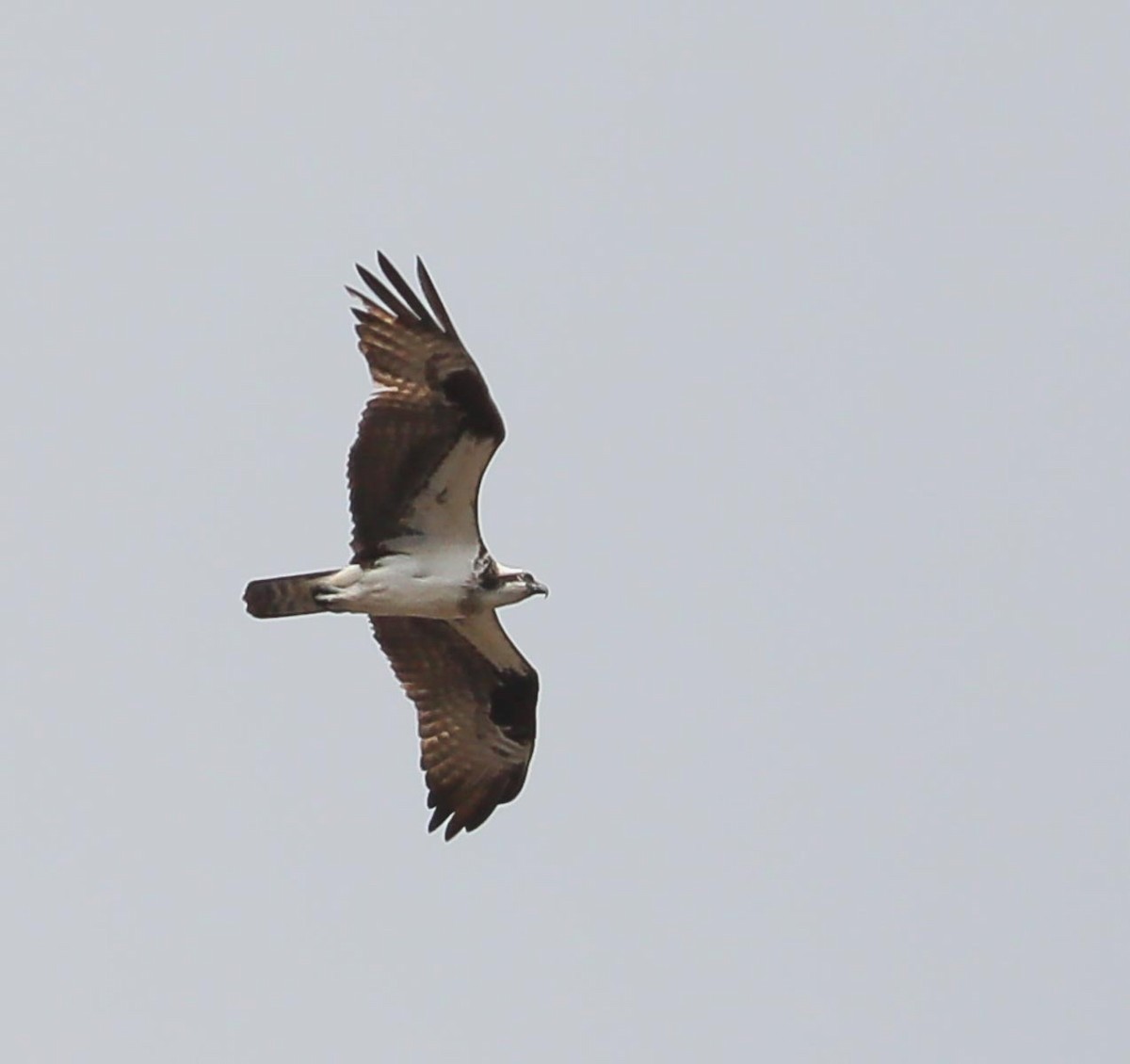 Águila Pescadora (carolinensis) - ML329472831