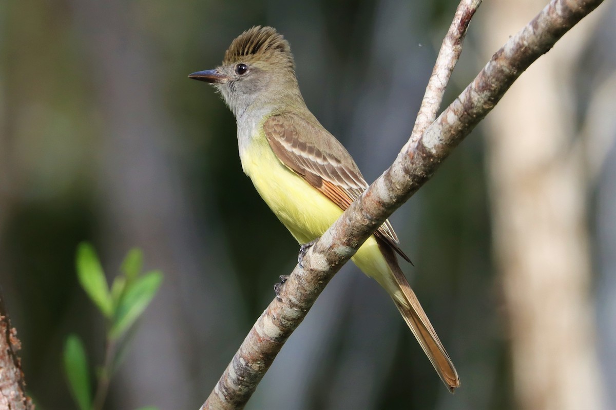 Great Crested Flycatcher - ML329475551