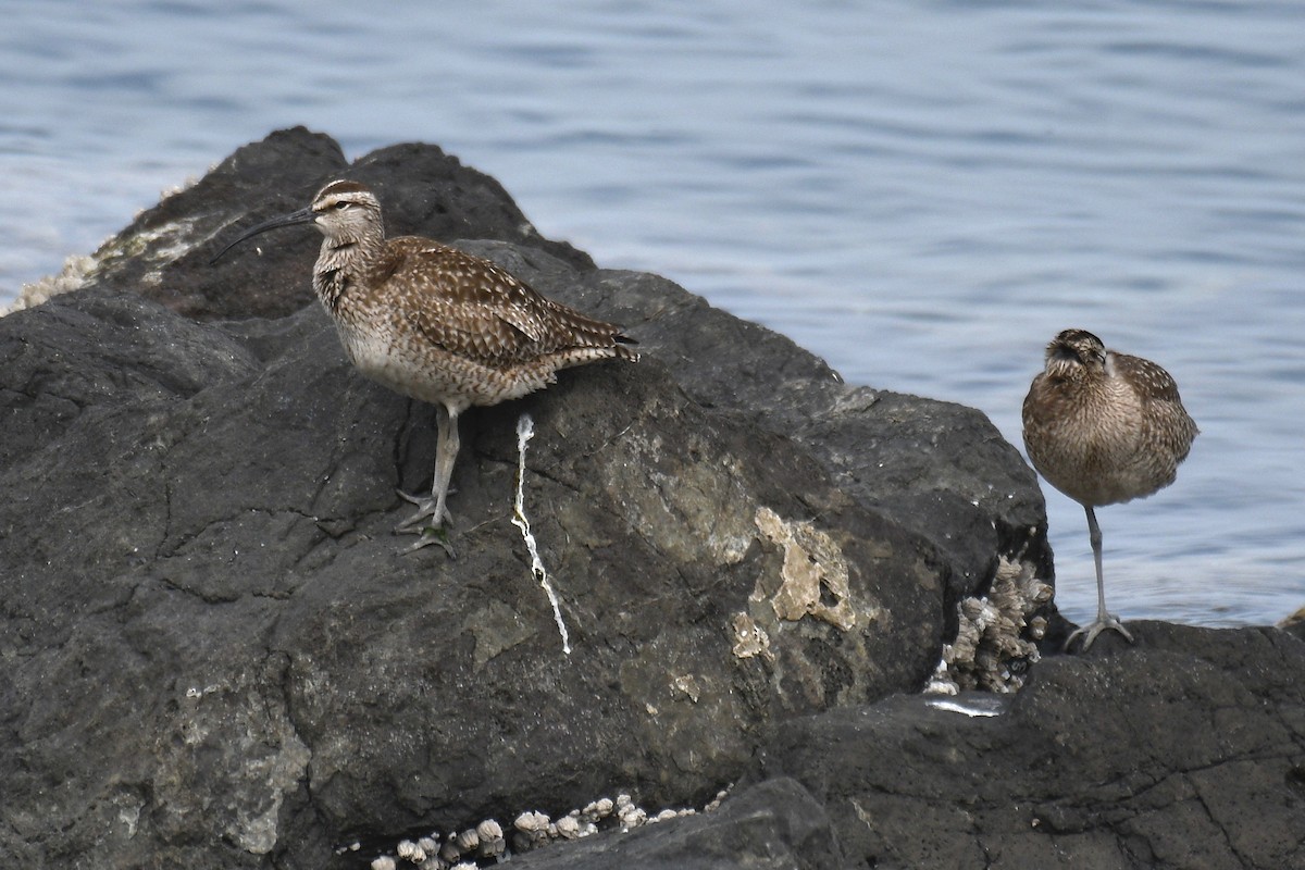 Whimbrel (Hudsonian) - ML329476421