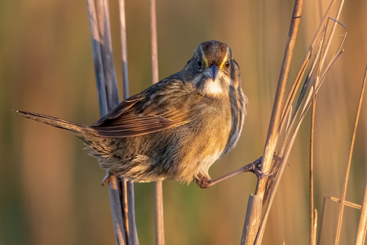 Seaside Sparrow - ML329477471