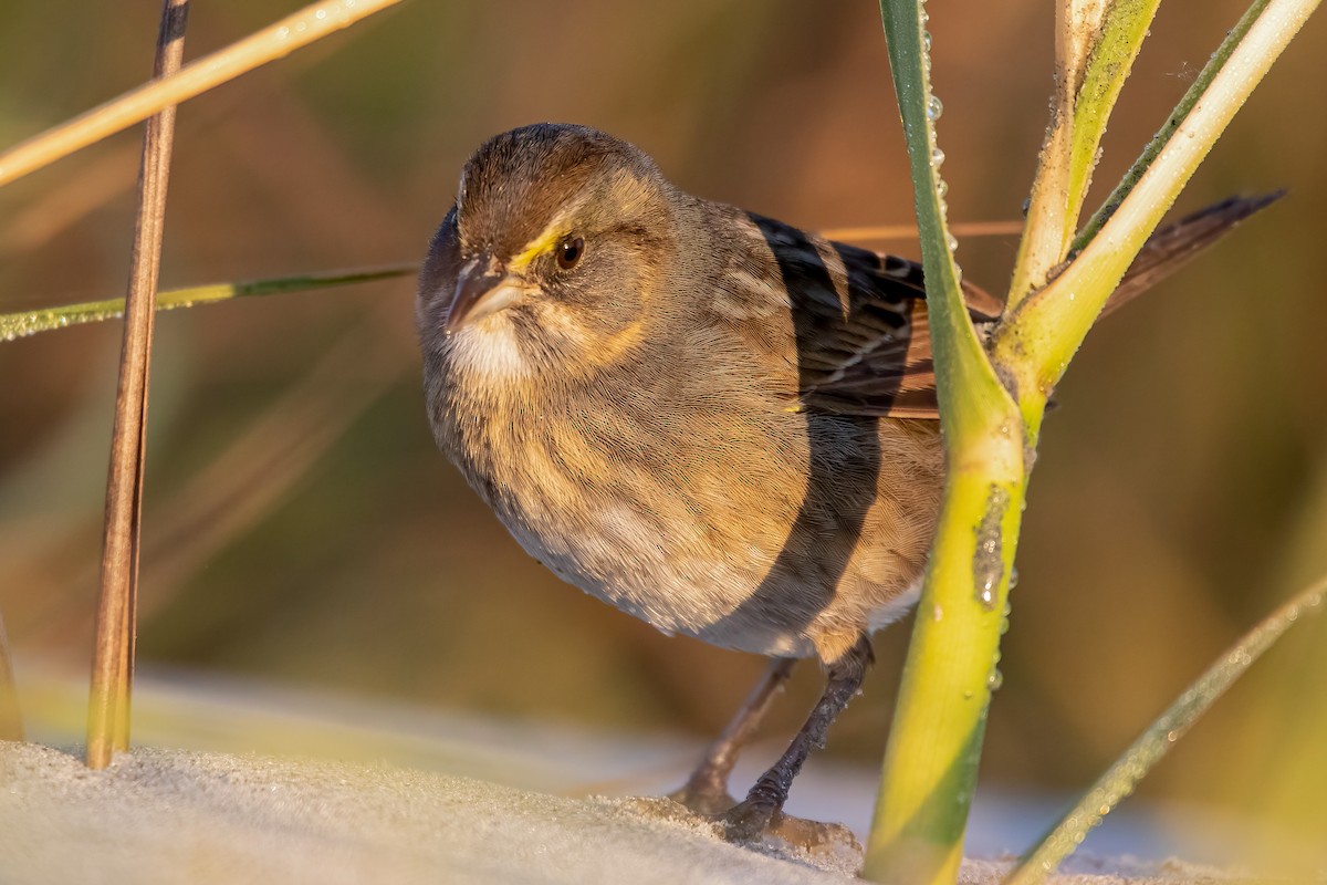 Seaside Sparrow - ML329477491