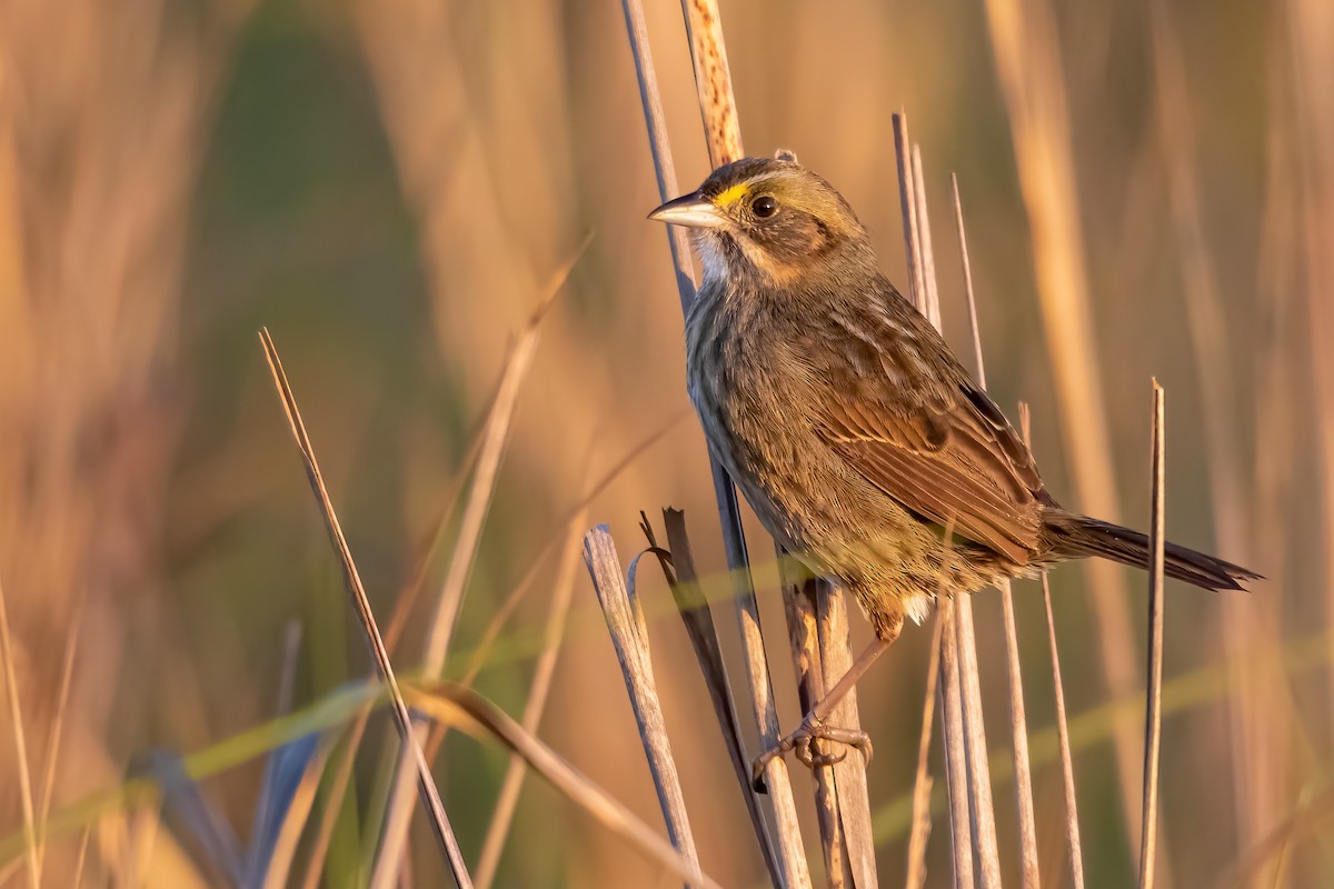 Seaside Sparrow - ML329477541