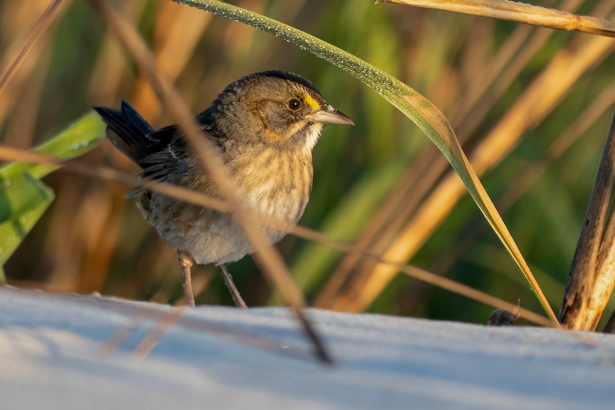 Seaside Sparrow - ML329477561