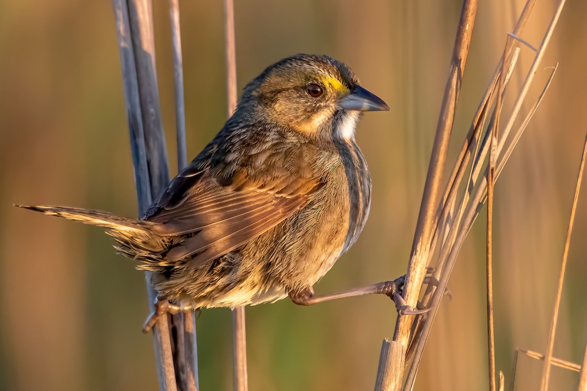 Seaside Sparrow - ML329477581