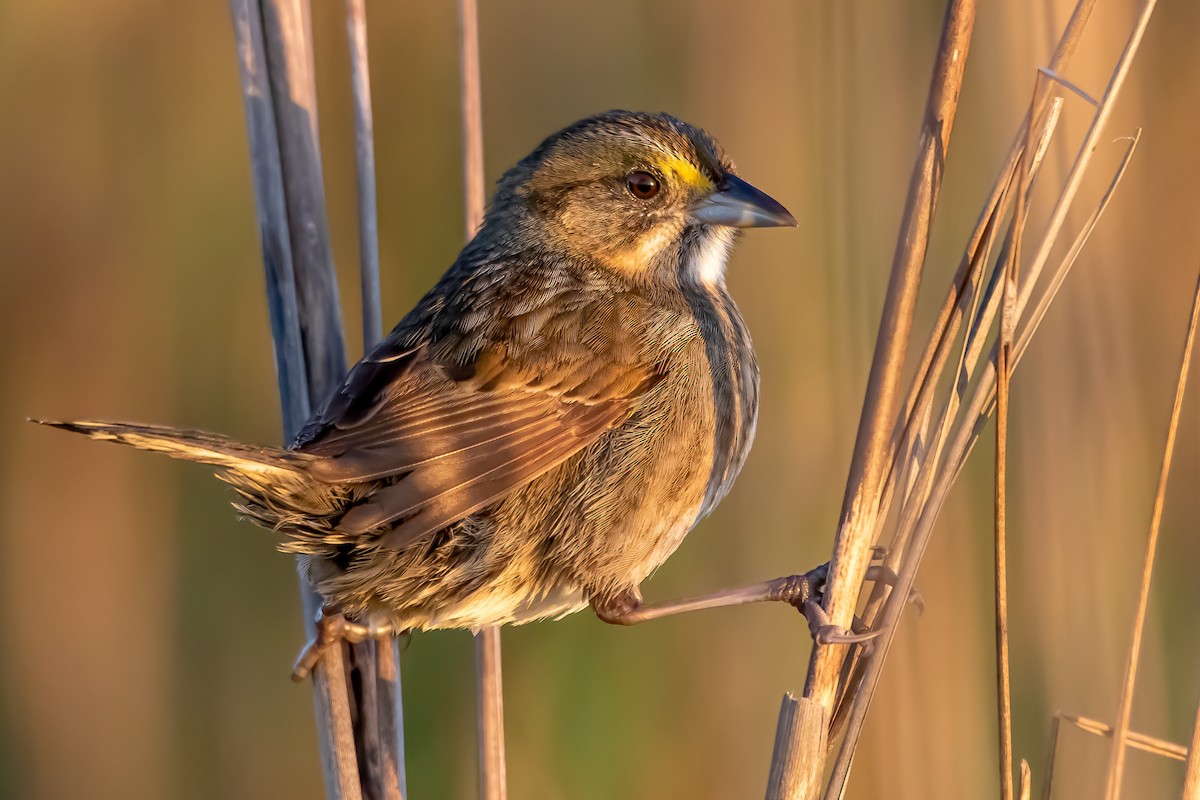 Seaside Sparrow - ML329477581