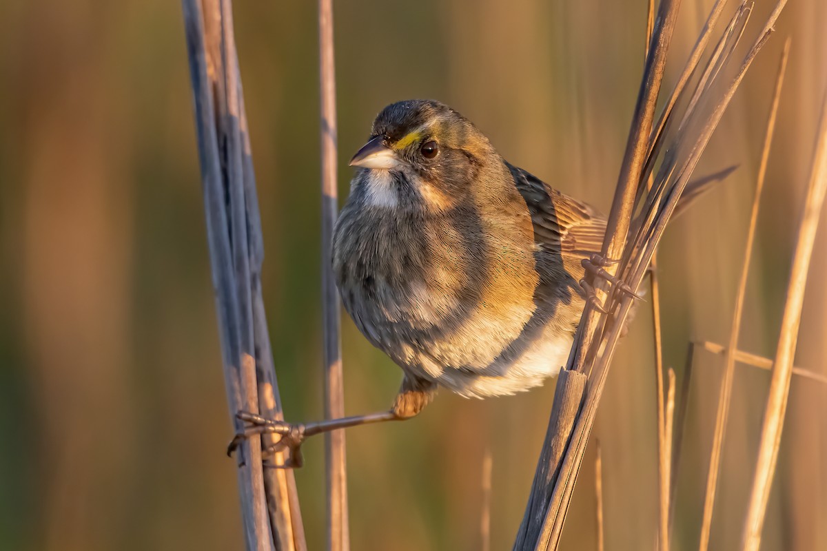 Seaside Sparrow - ML329477591