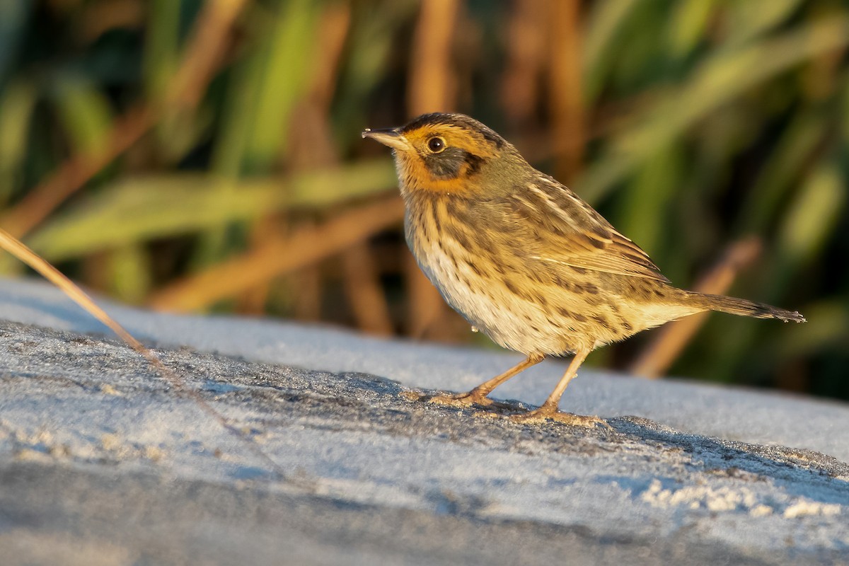Saltmarsh Sparrow - ML329477771