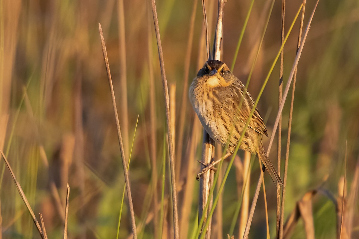 Saltmarsh Sparrow - ML329477791