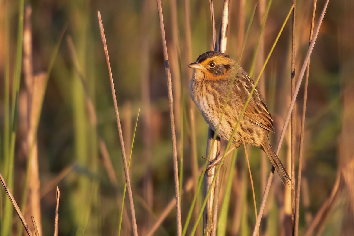 Saltmarsh Sparrow - ML329477801