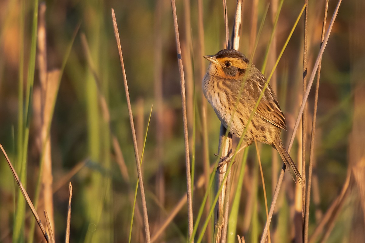 Saltmarsh Sparrow - ML329477811