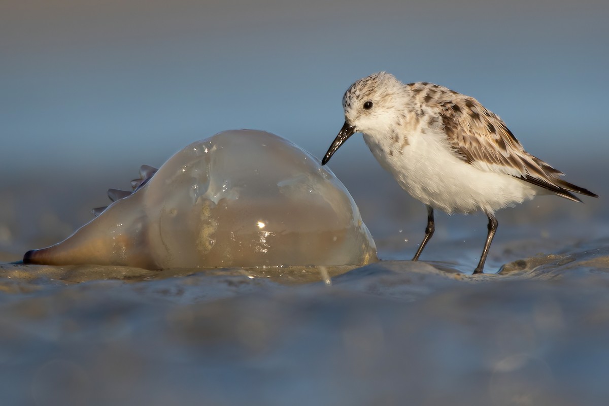 Sanderling - ML329478071