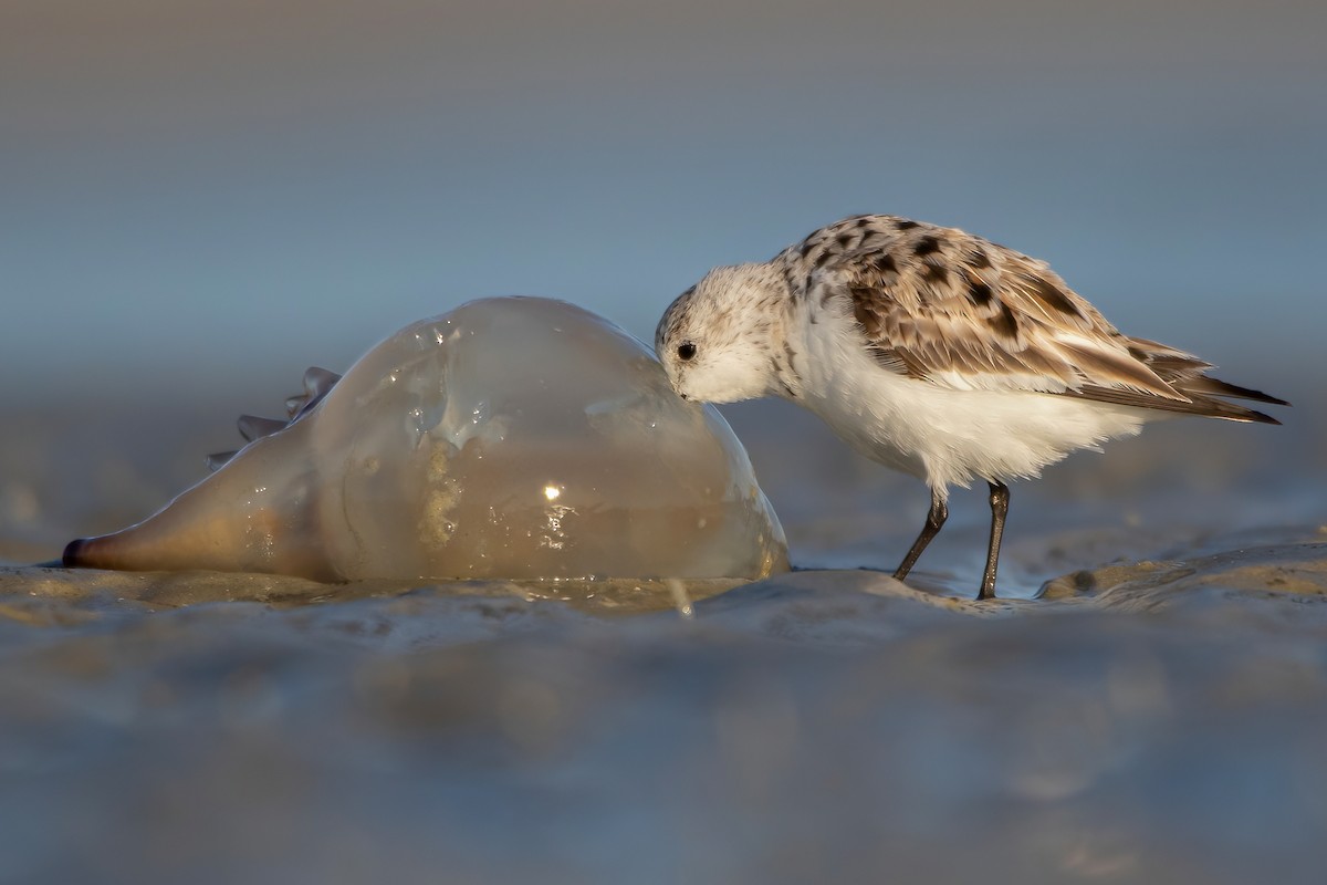 Sanderling - ML329478111