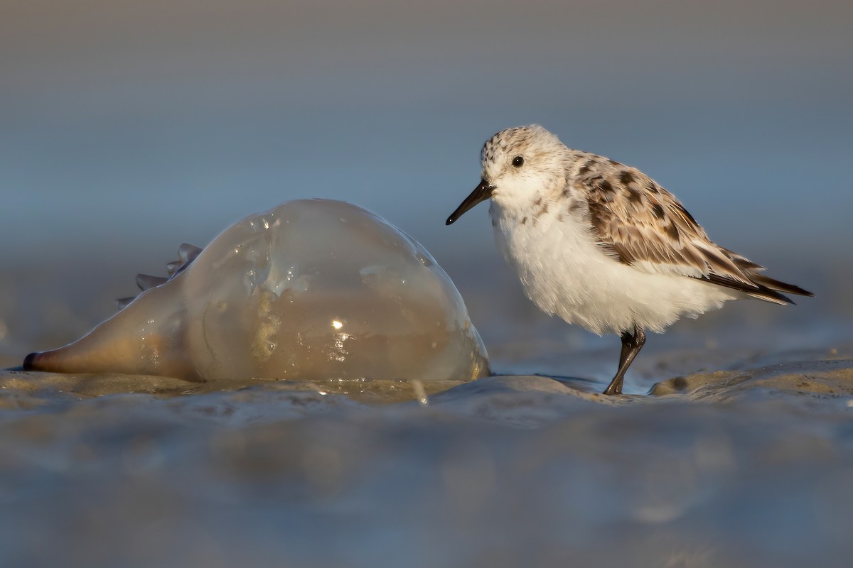 Sanderling - ML329478121