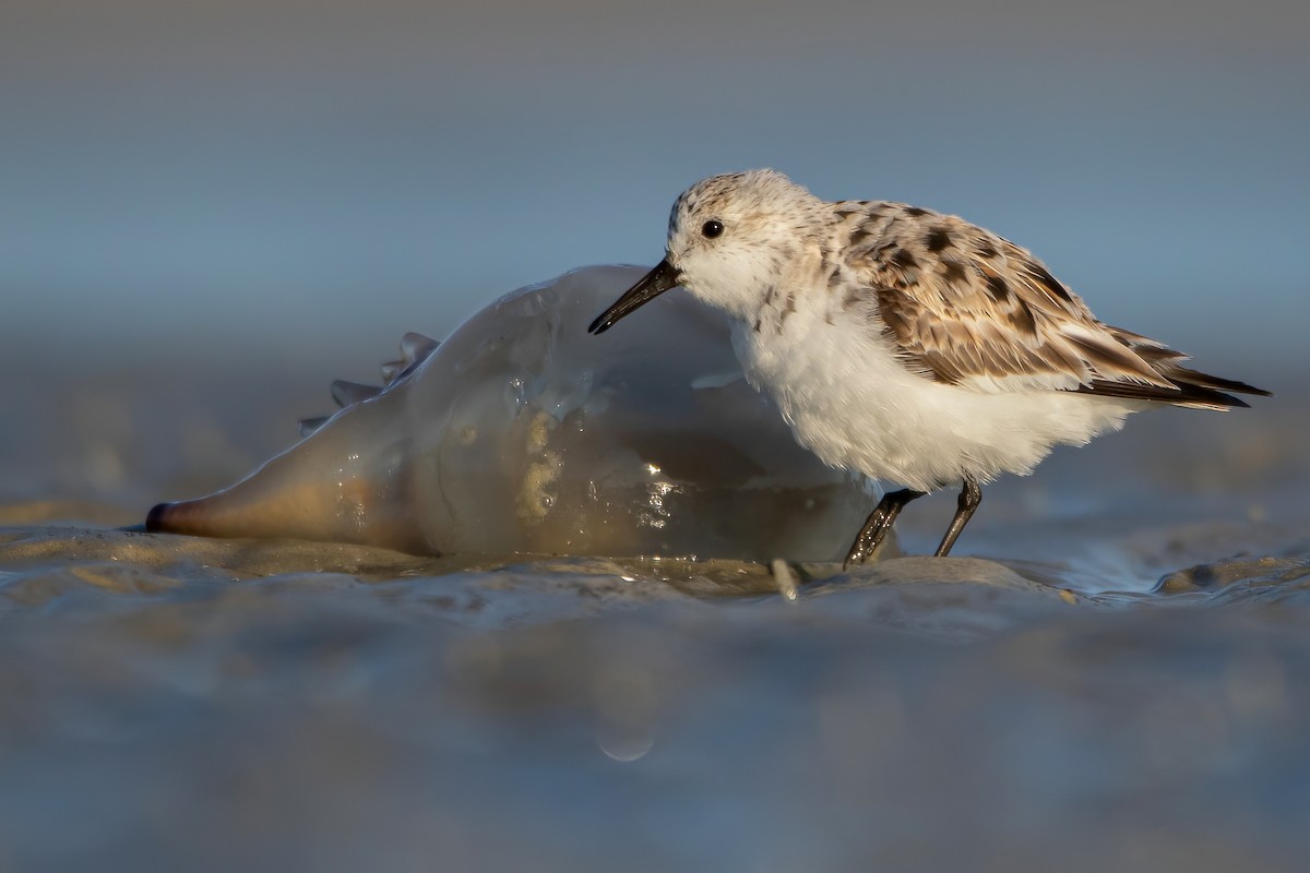 Sanderling - ML329478131