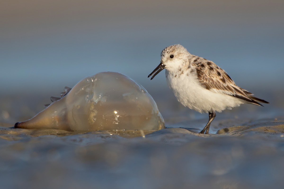 Sanderling - ML329478141