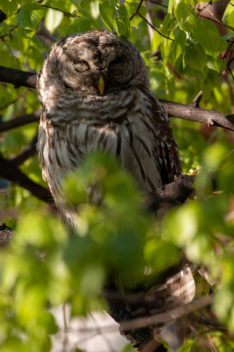 Barred Owl - ML329480531