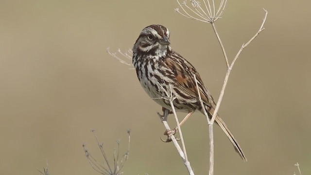 Song Sparrow - ML329480701