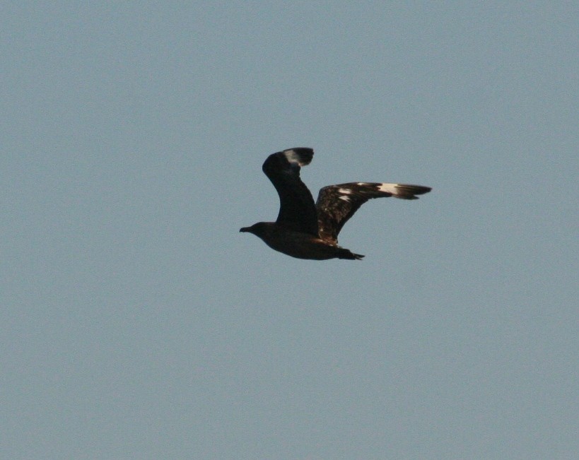 Great Skua - Alexandre Hespanhol Leitão