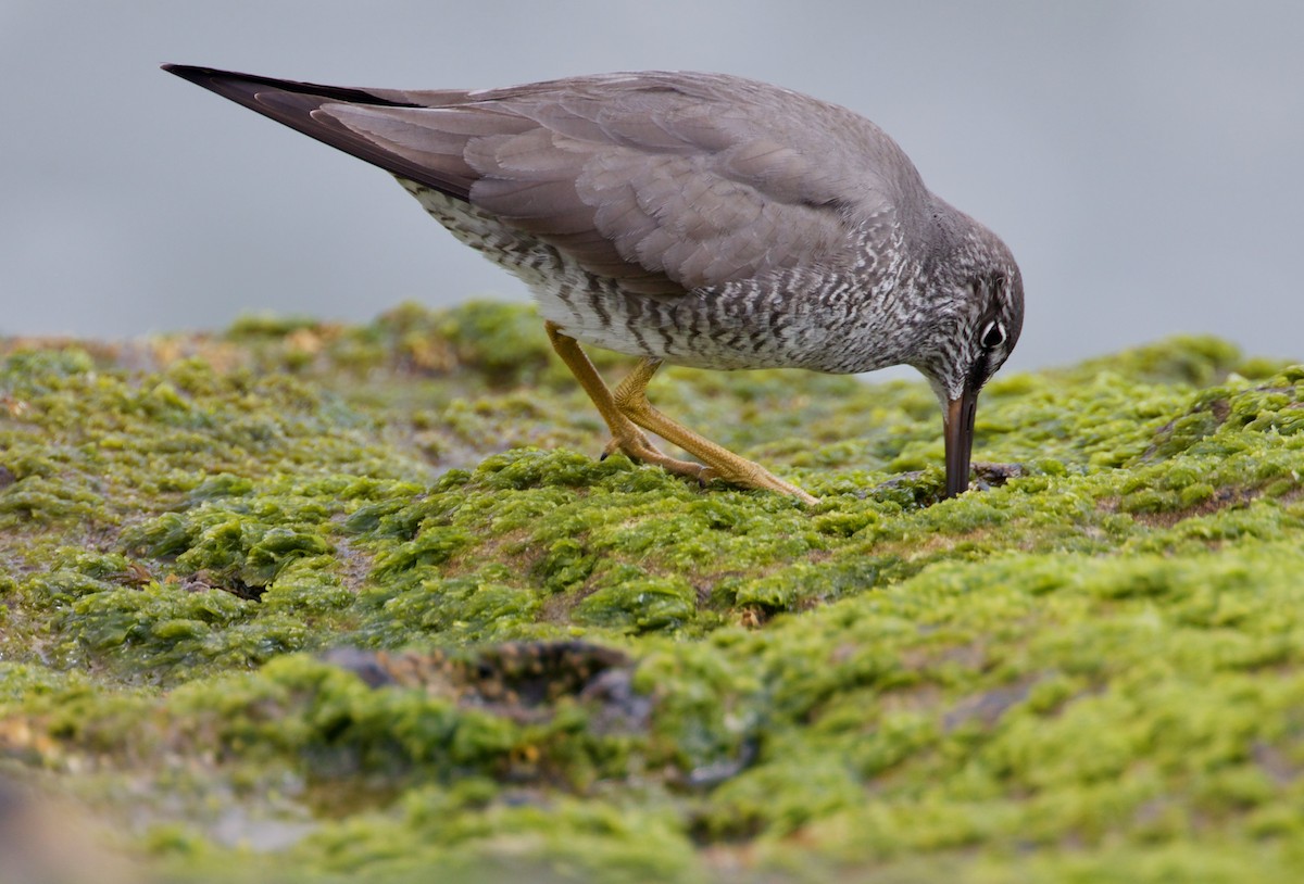 Wandering Tattler - ML329482221