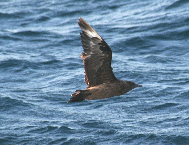 Great Skua - ML32948271