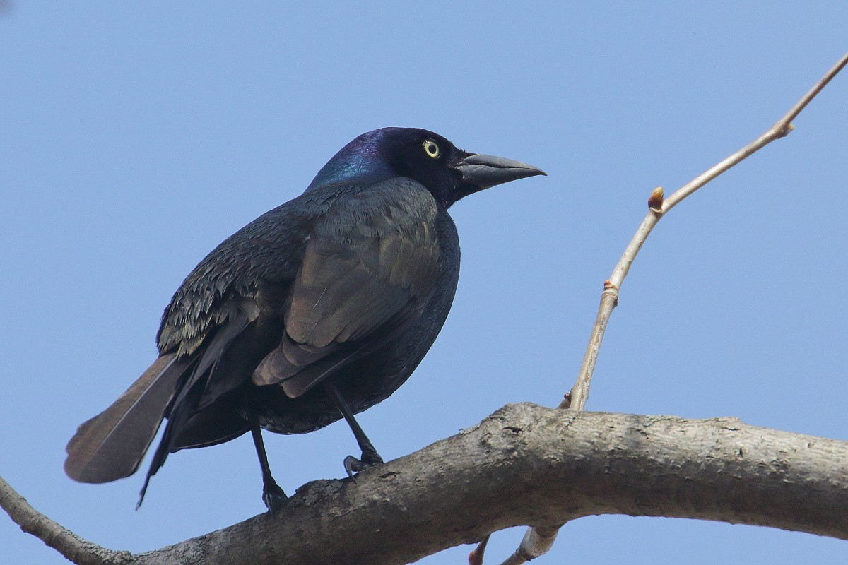 Common Grackle - ML329483511