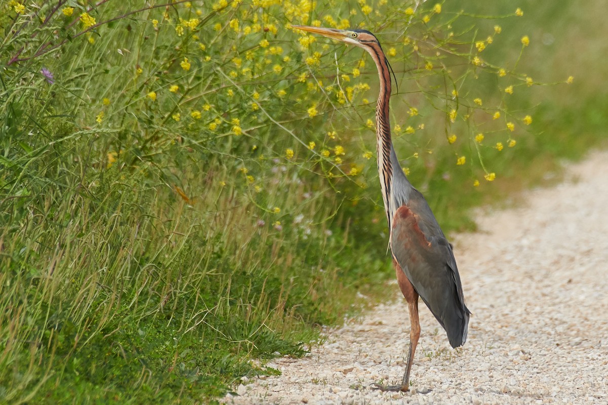 Purple Heron - ML329484381