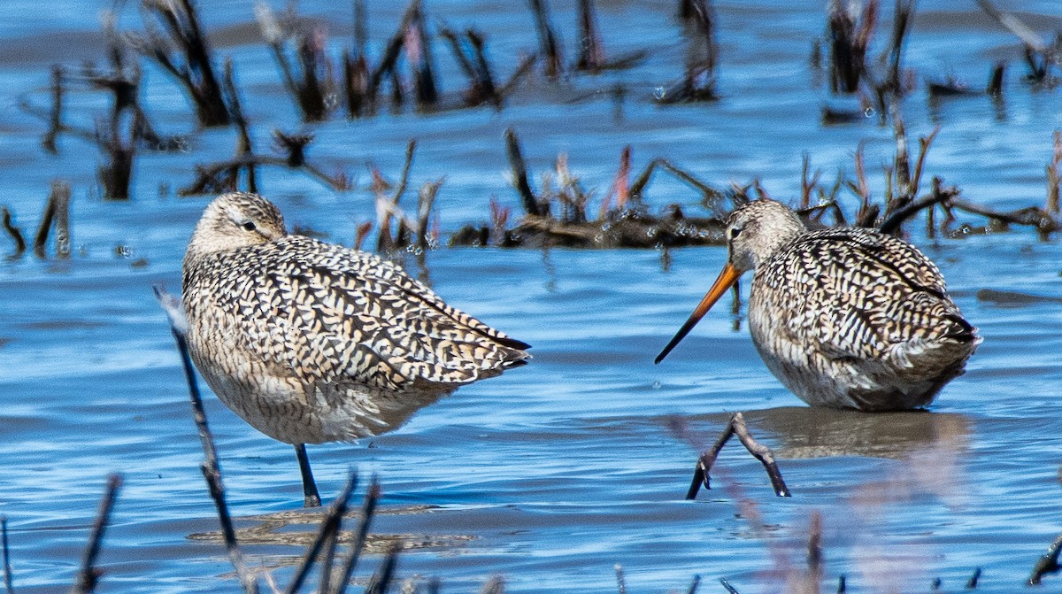 Marbled Godwit - Louisa Evers