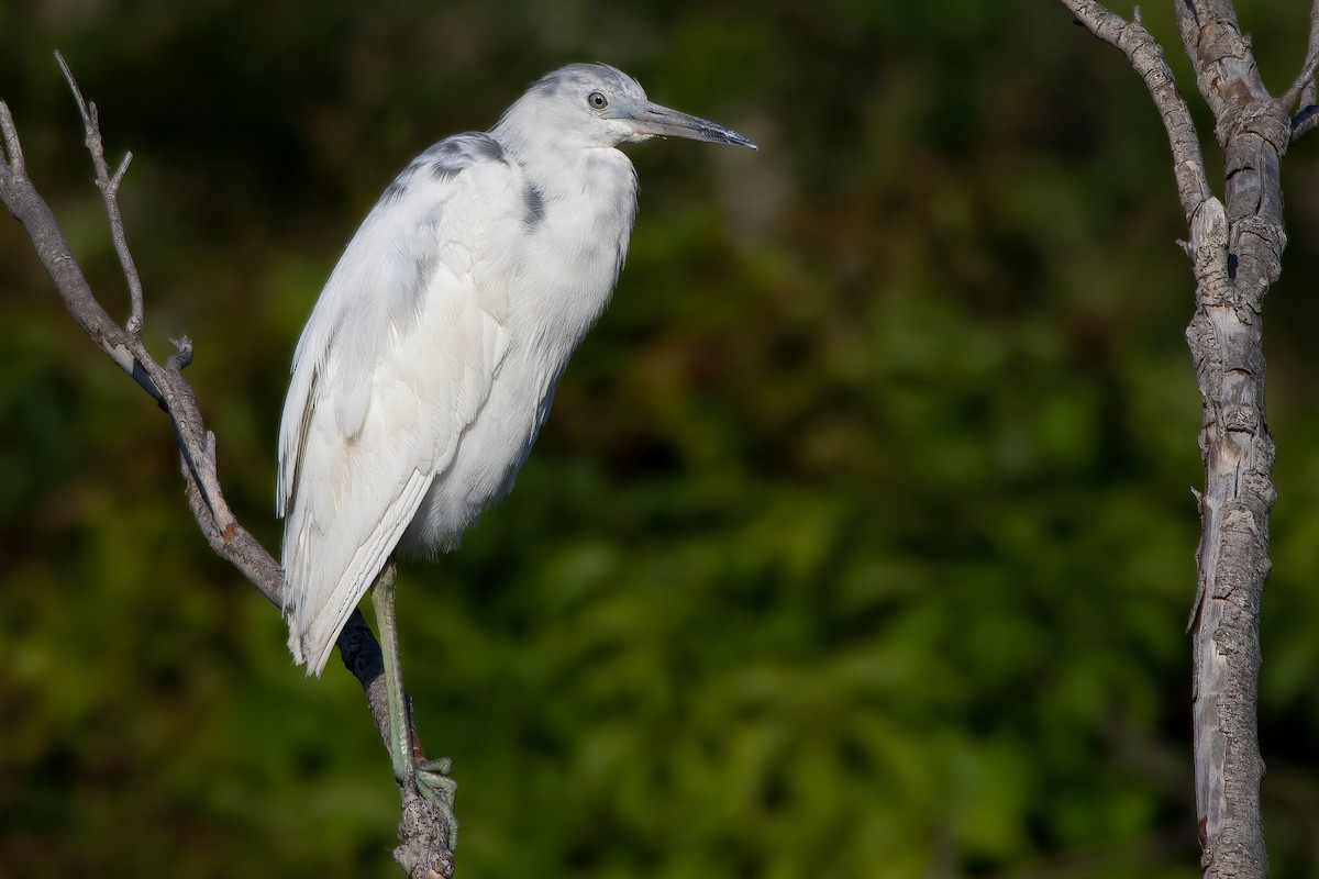 Little Blue Heron - ML329486801