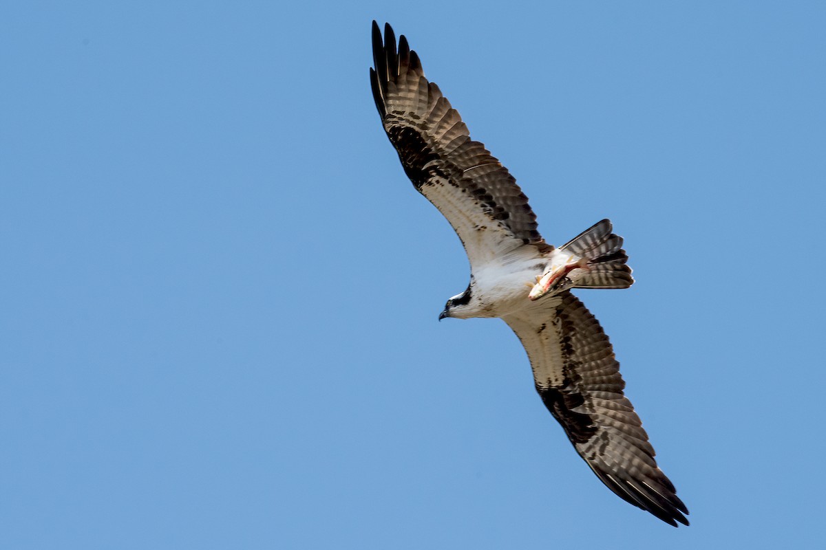 Osprey - Sue Barth