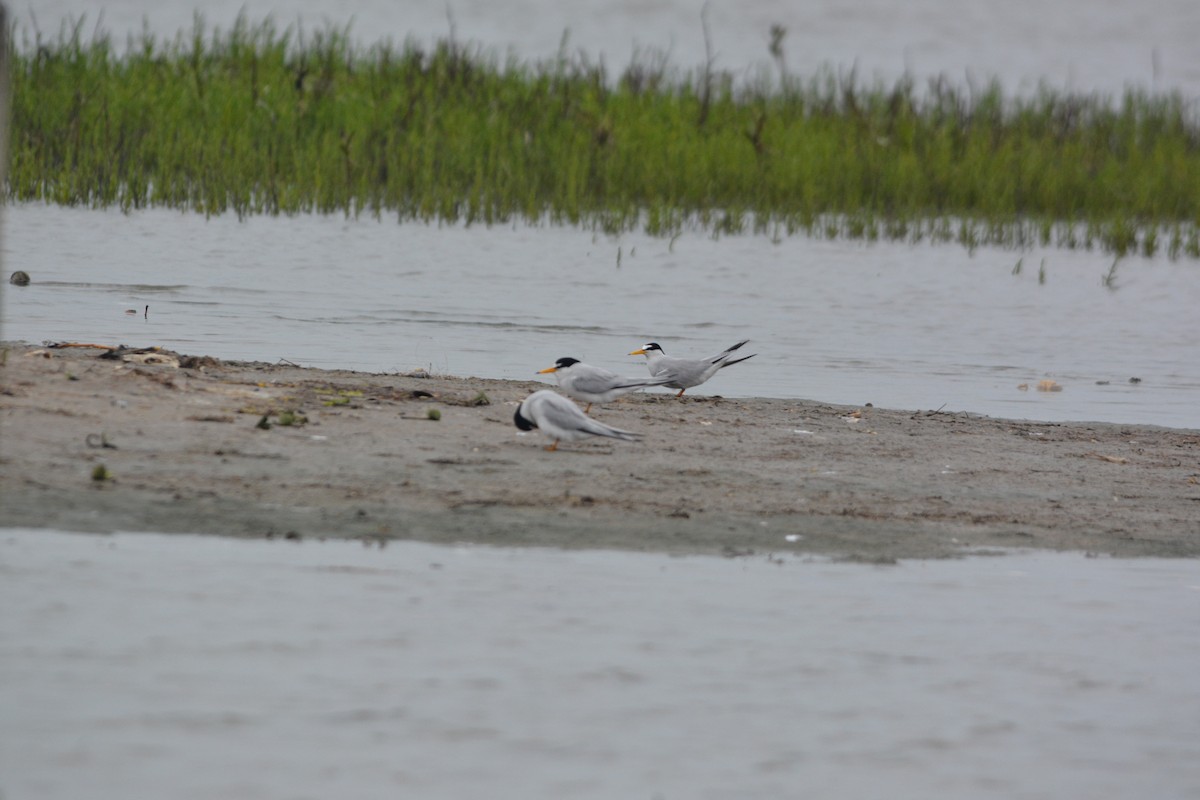 Least Tern - Terry  Little