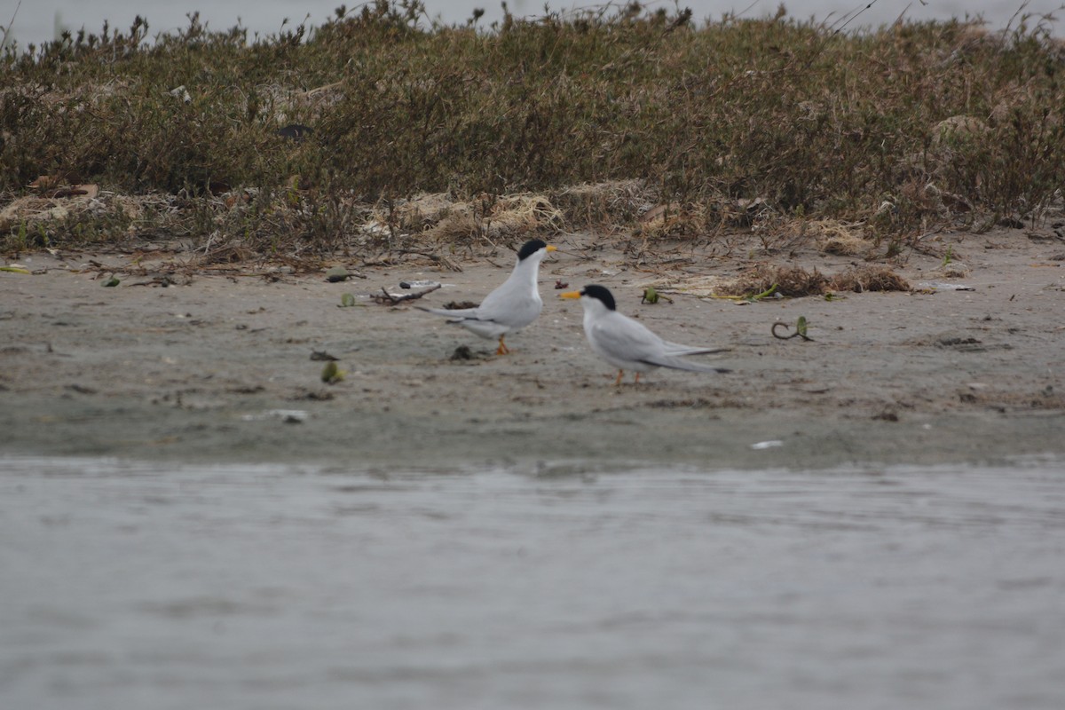 Least Tern - Terry  Little