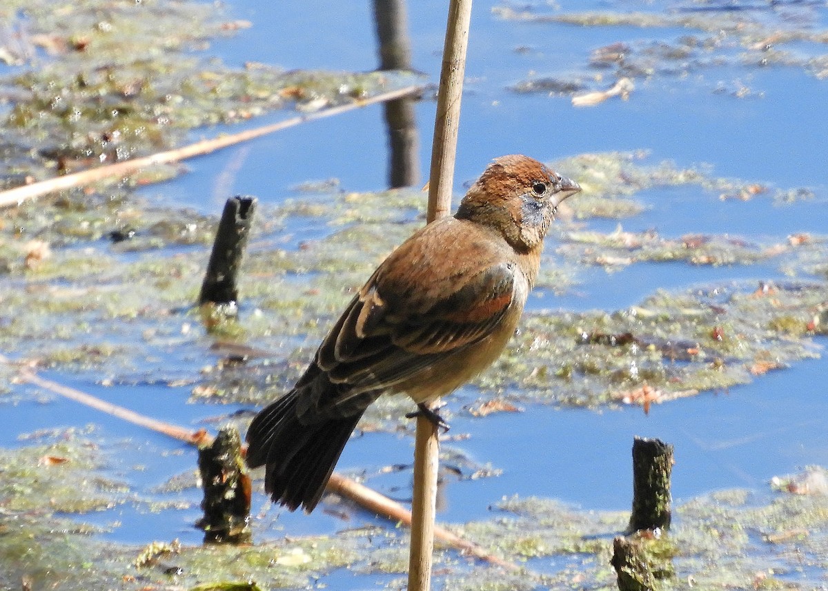 Blue Grosbeak - ML329488651