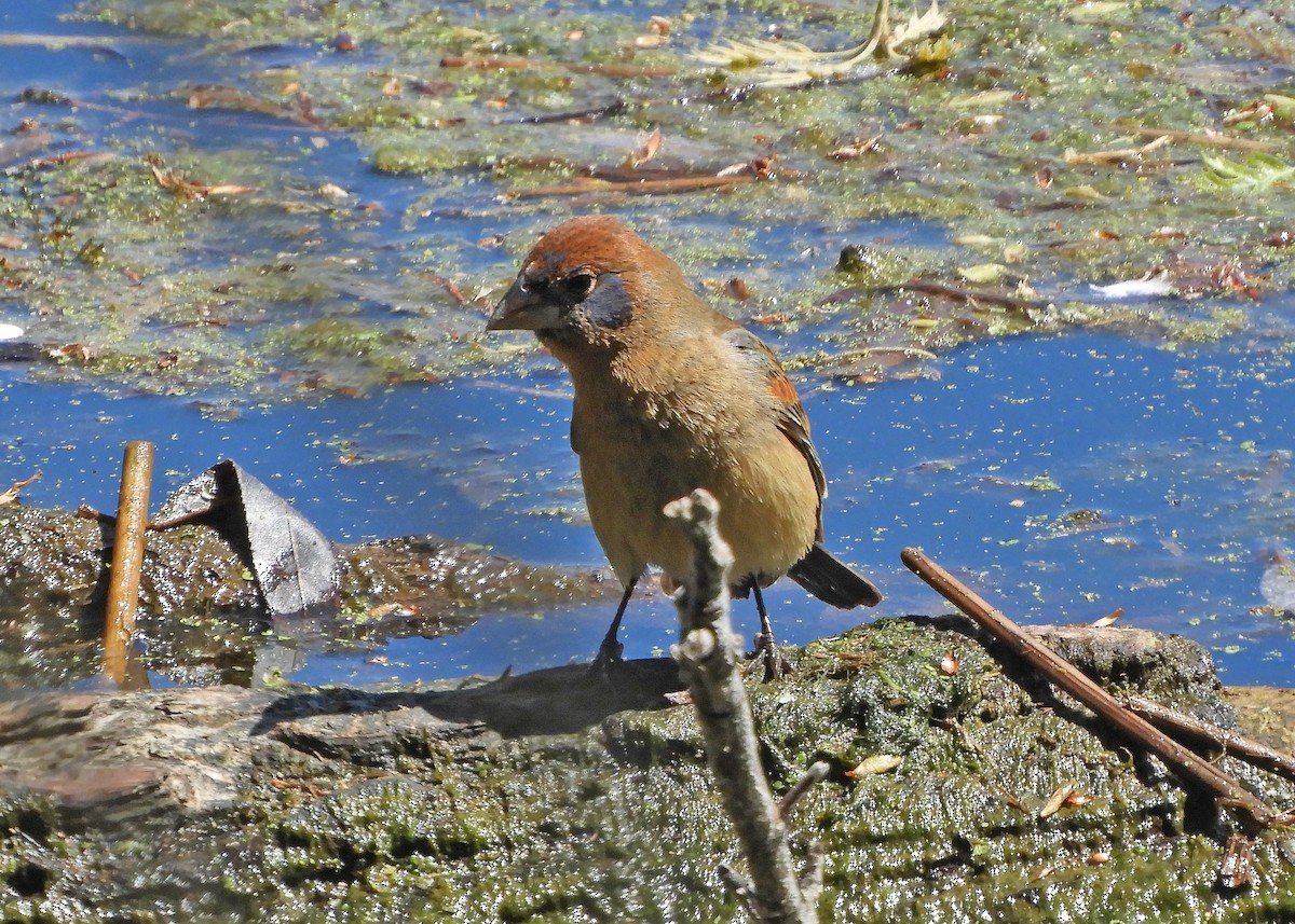 Blue Grosbeak - ML329488691