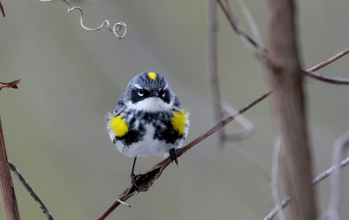 Yellow-rumped Warbler (Myrtle) - Jay McGowan