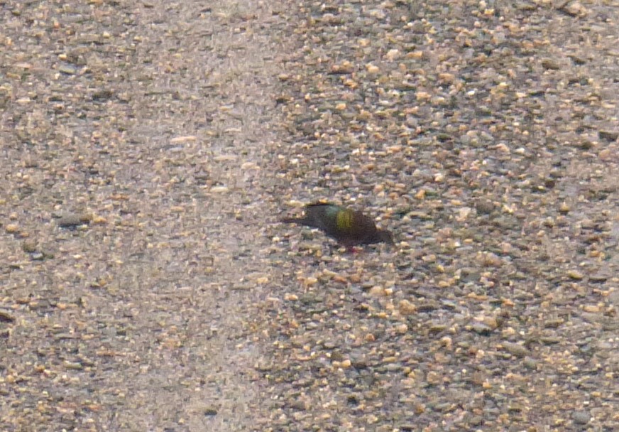 holub černobronzový - ML32949181