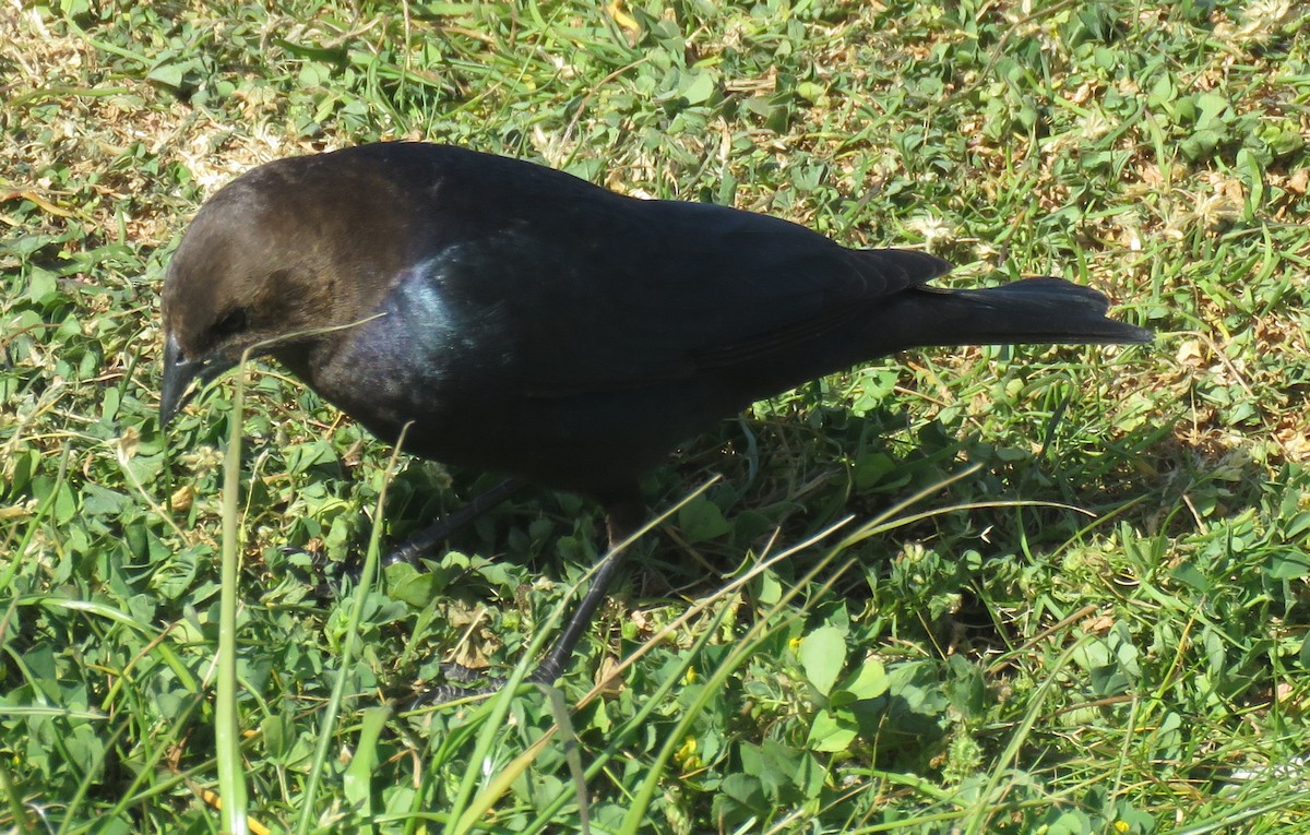 Brown-headed Cowbird - Byron Greco