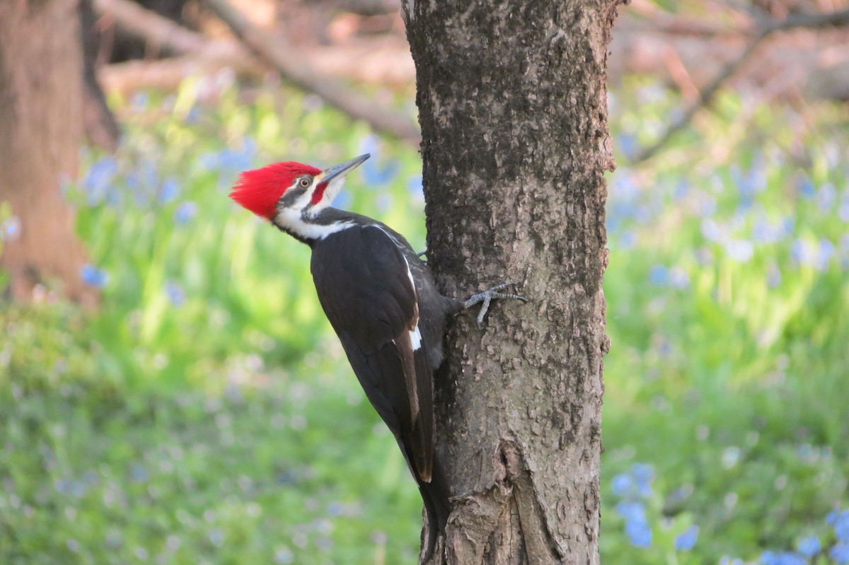 Pileated Woodpecker - ML329494581