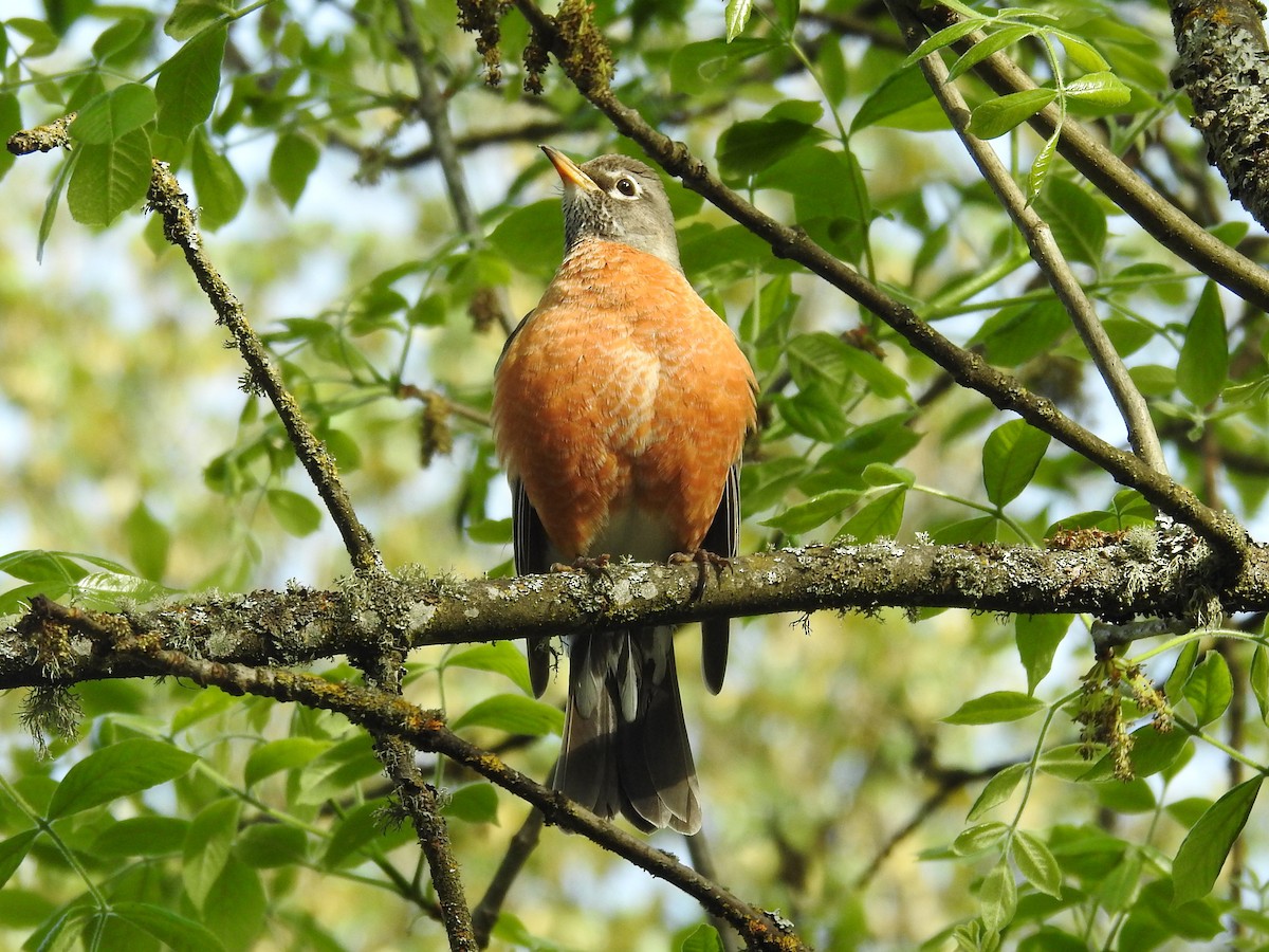 American Robin - ML329495931