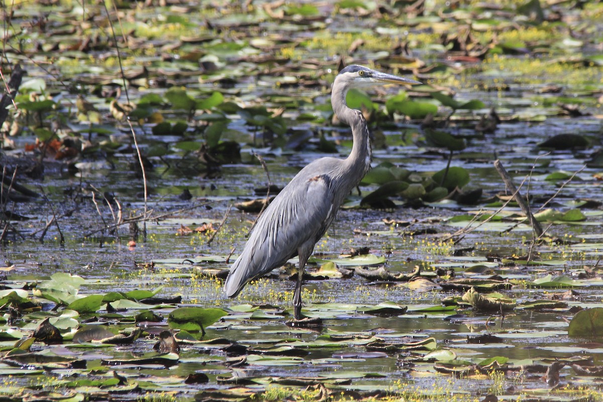 Great Blue Heron - David Marjamaa