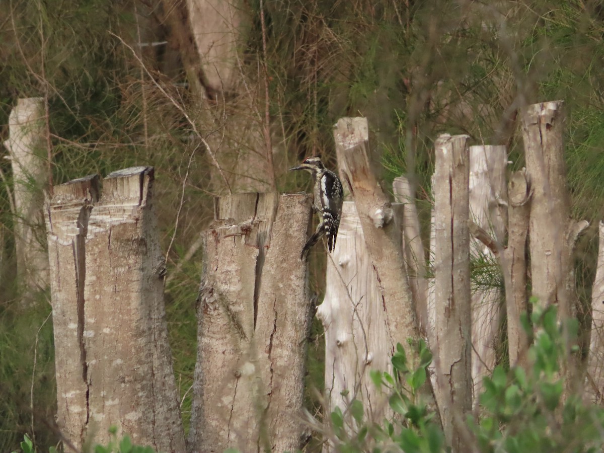 Yellow-bellied Sapsucker - ML329498241