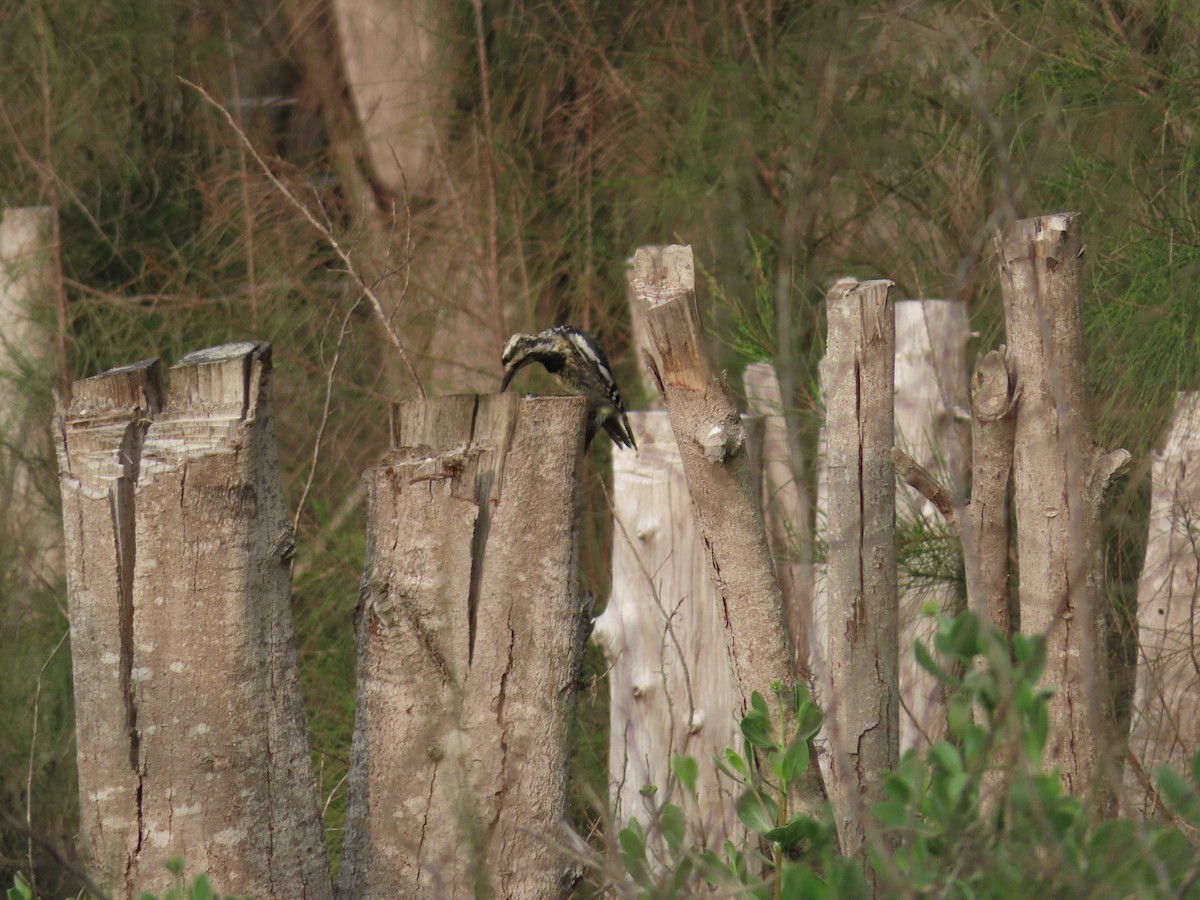 Yellow-bellied Sapsucker - ML329498261