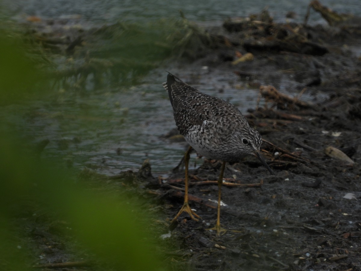 Lesser Yellowlegs - ML329498931