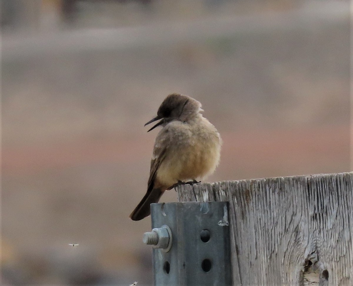 Say's Phoebe - ML329503951