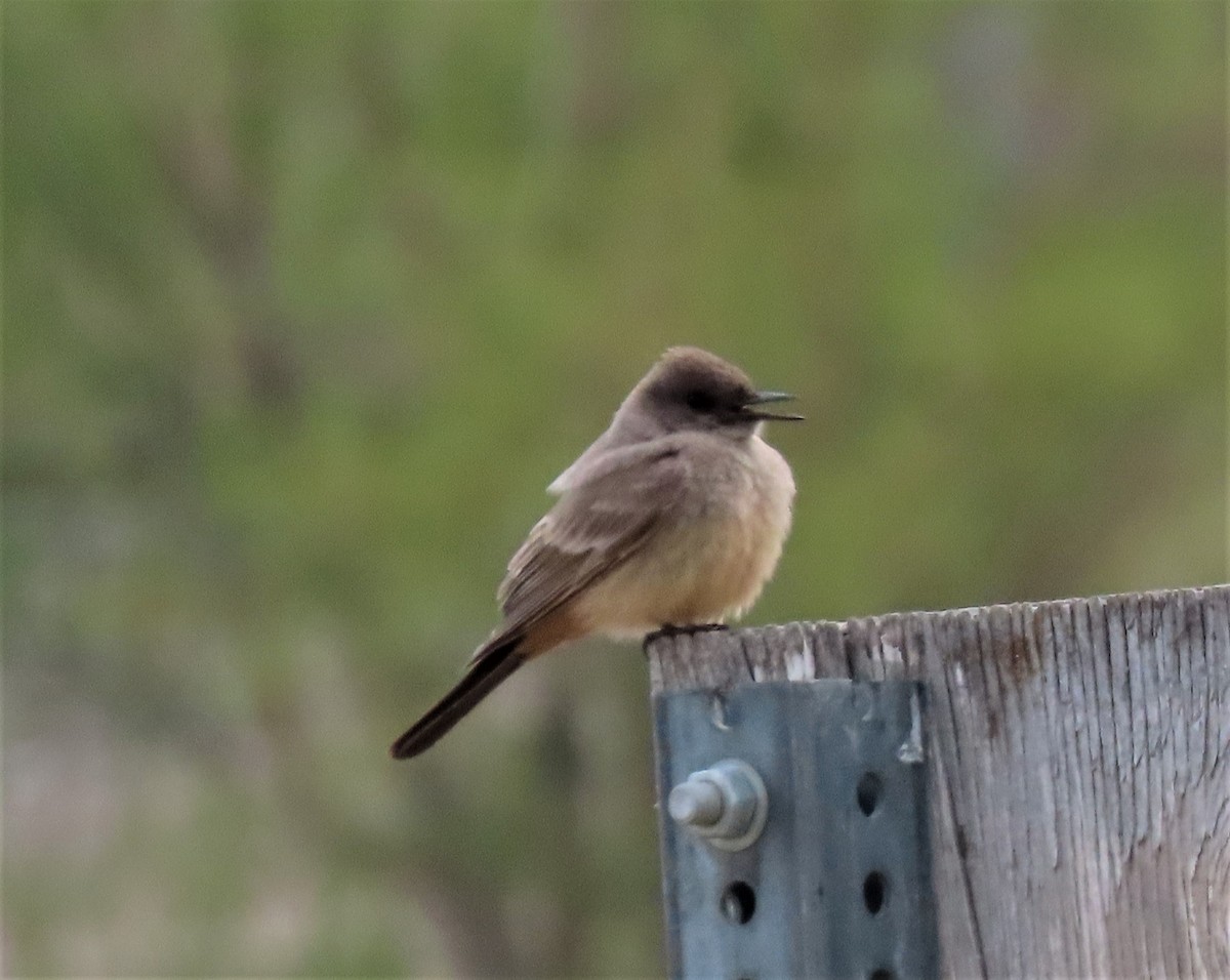 Say's Phoebe - ML329503971