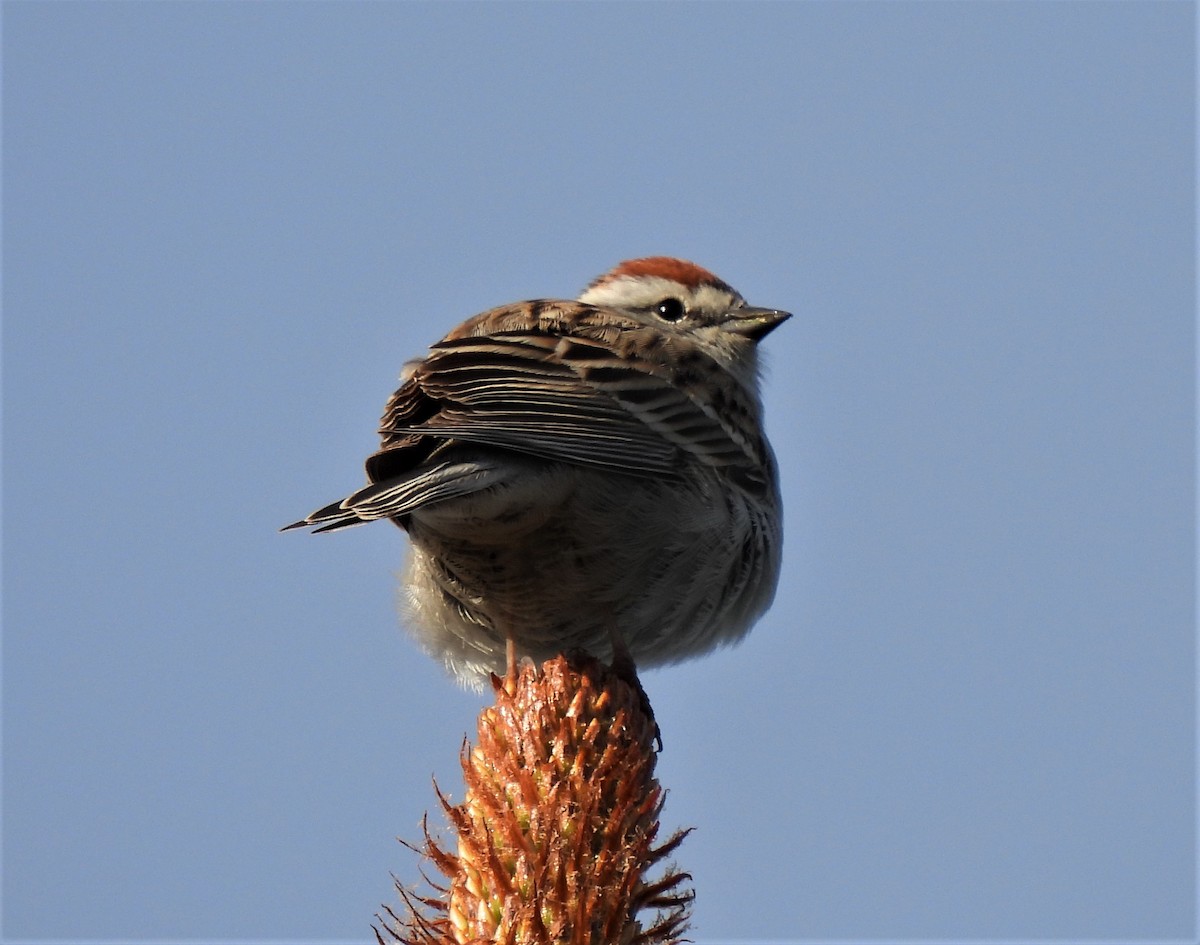 Chipping Sparrow - Rick Bennett