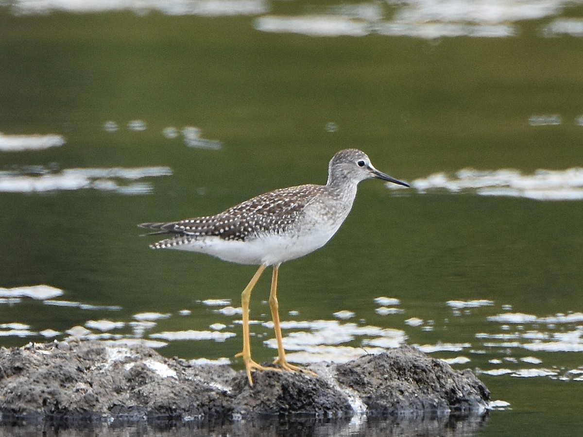 Lesser Yellowlegs - ML329505401