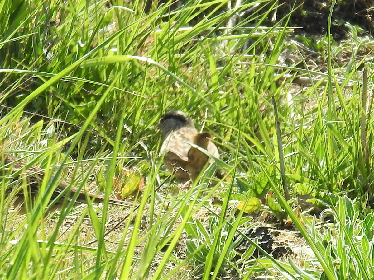 Golden-crowned Sparrow - ML329505591