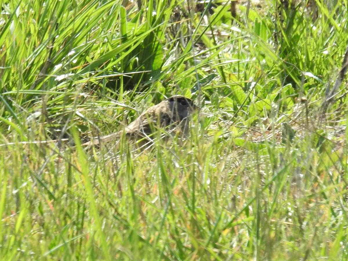 Golden-crowned Sparrow - ML329505721