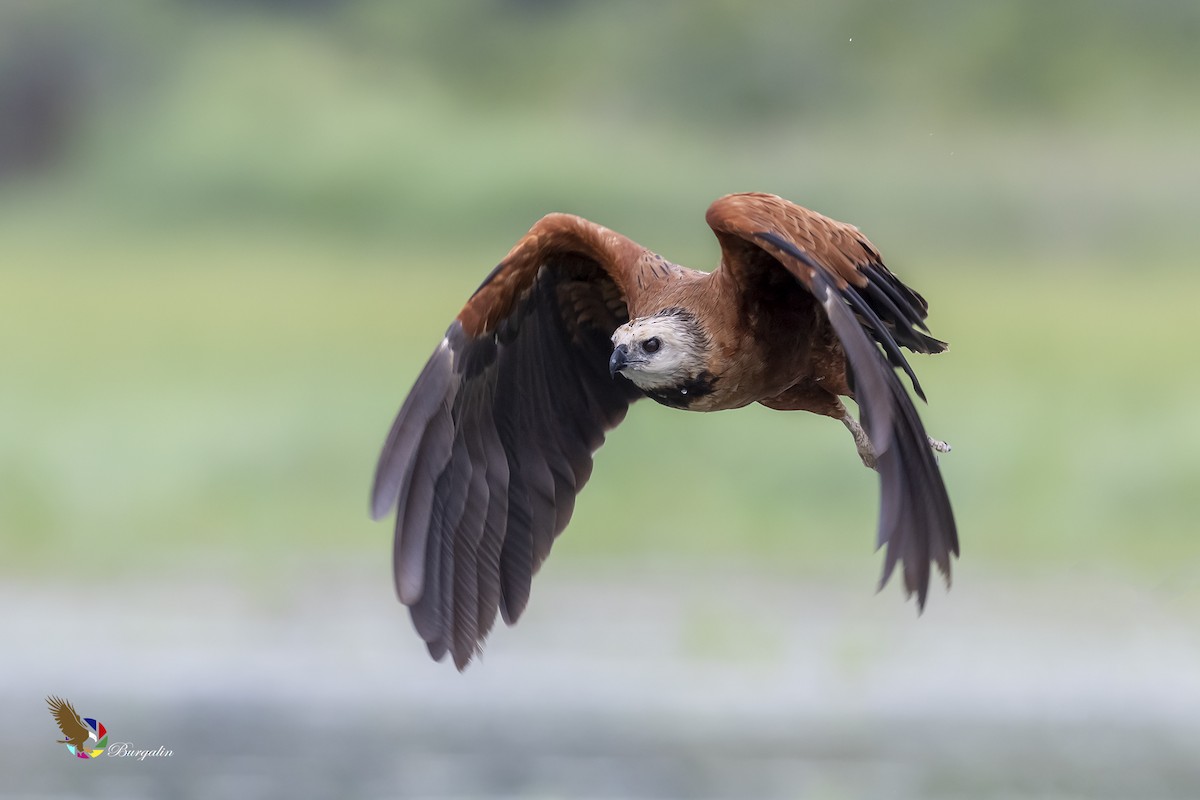 Black-collared Hawk - ML329506001